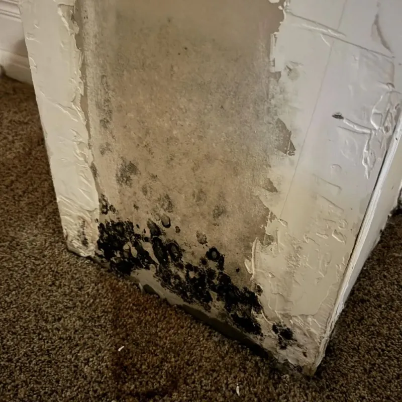 Professional Mold Removal in Throckmorton, TX